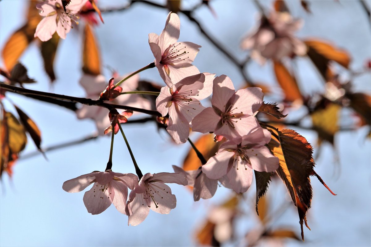 Японская весна в Питере... - Евгений Яхим