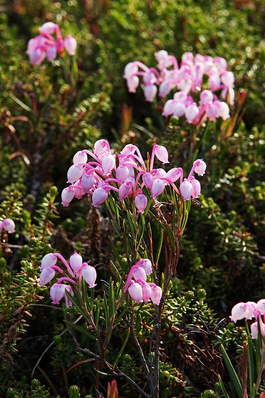 Подбел многолистный (Andromeda polifolia) - Сергей Курников