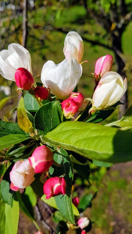 Яблони в цвету - Tatjana 