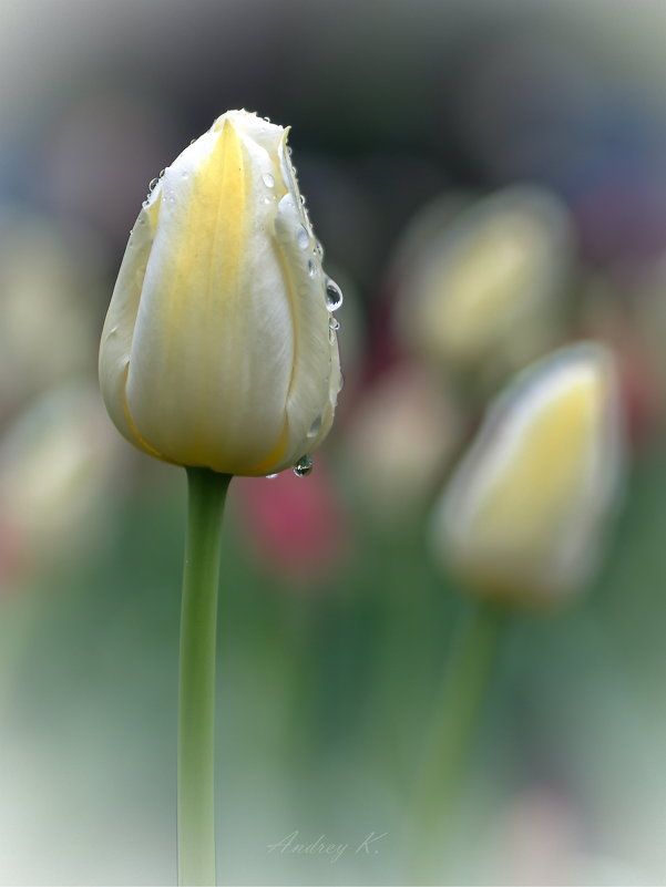 Нежно-сливочные тюльпаны - Андрей Михайлов