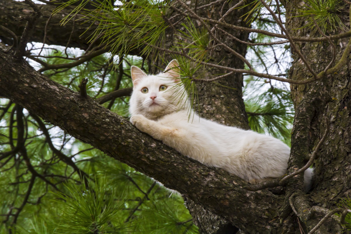 Котик - Галина Новинская