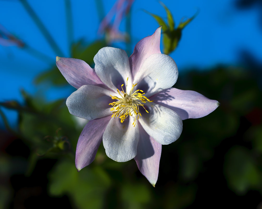 aquilegia - Zinovi Seniak