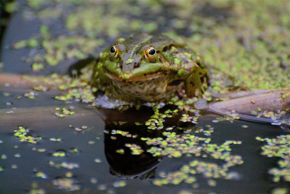 Прудовая лягушка (Pelophylax lessonae) - Иван 