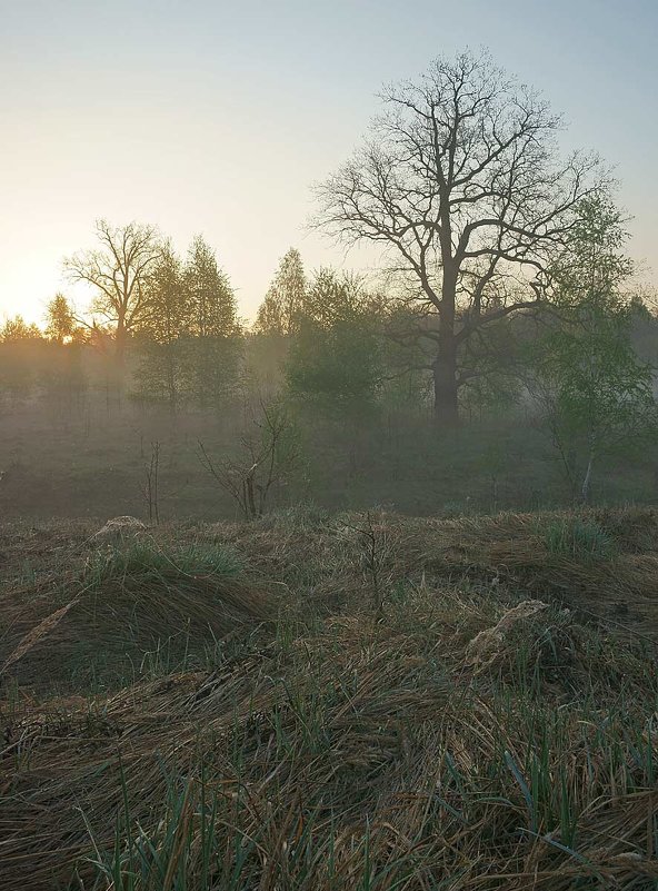 Восход солнца в пойме реки Гусь - Сергей Курников
