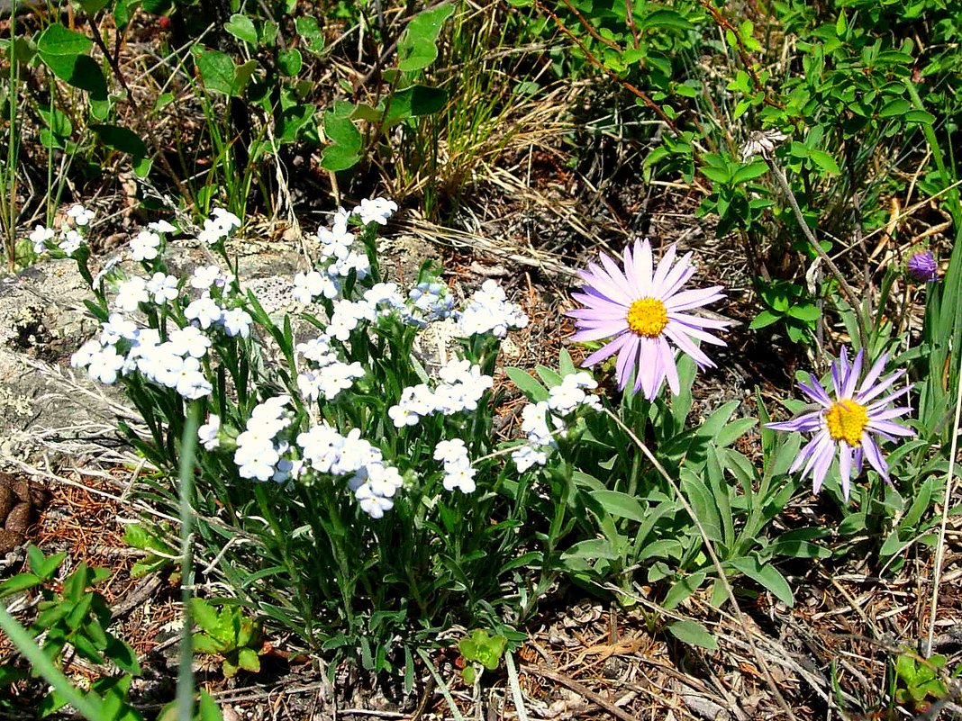 Цветы Алтая - Лидия (naum.lidiya)