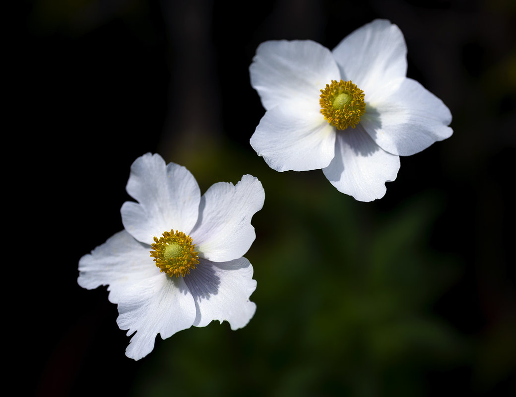 anemones - Zinovi Seniak