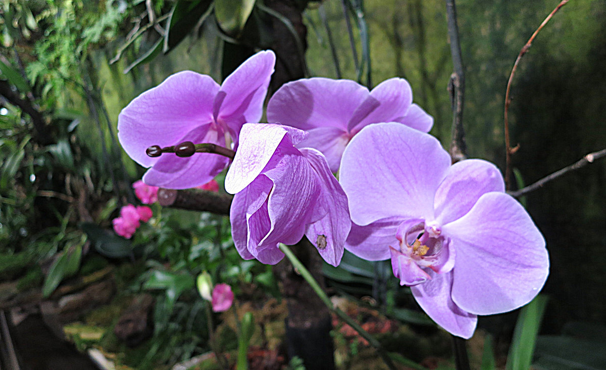 Как прекрасны орхидеи, словно сказочные феи. - Валентина Жукова