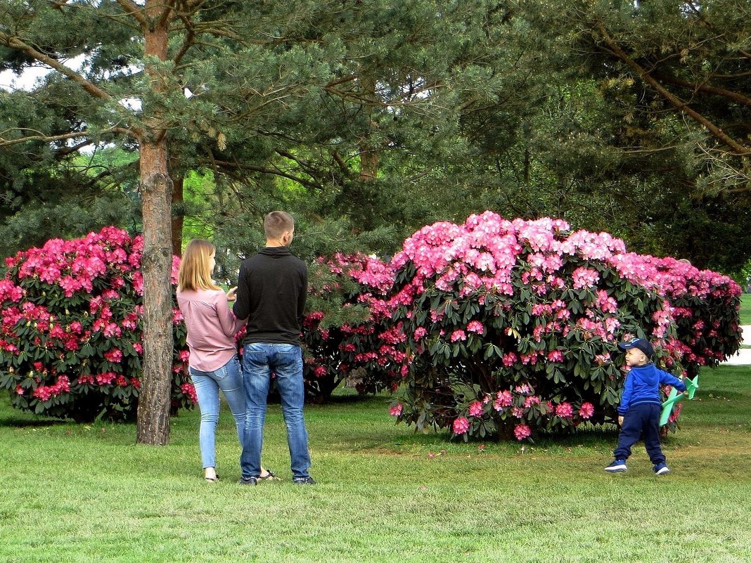 В парке Галицкого в Краснодаре цветут рододендроны - Татьяна Смоляниченко