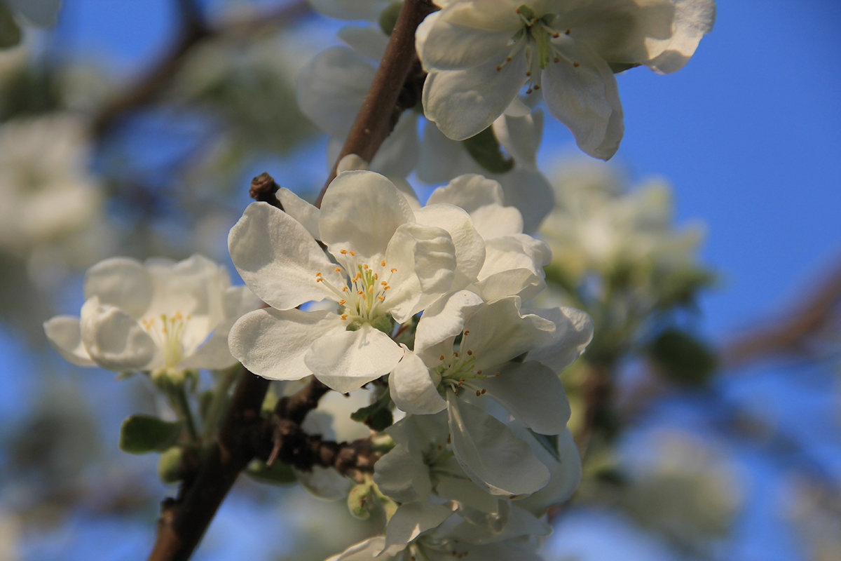 Яблоня в цвету - Светлана Карнаух