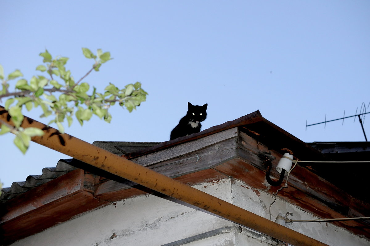 кот - сержант .