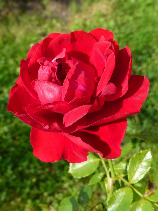 Роза красная - Лидия Бусурина
