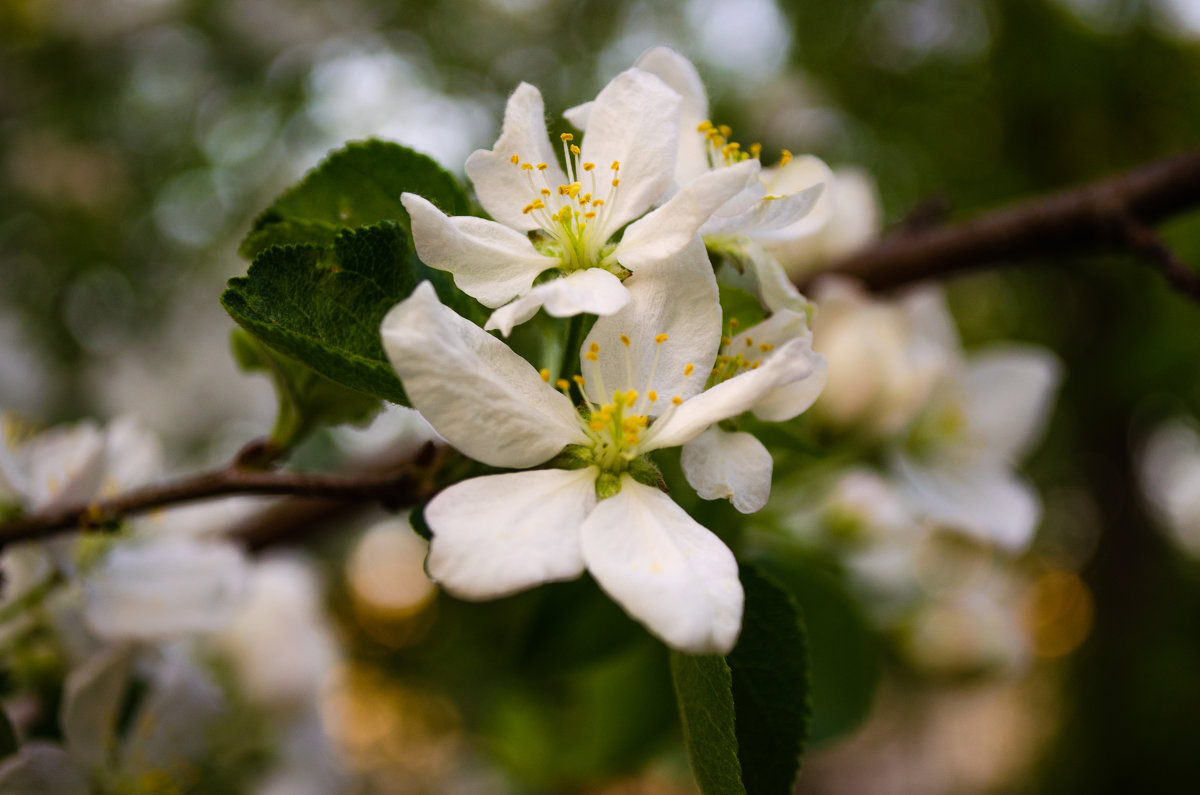 Древесный цветок - Радмир Шоев