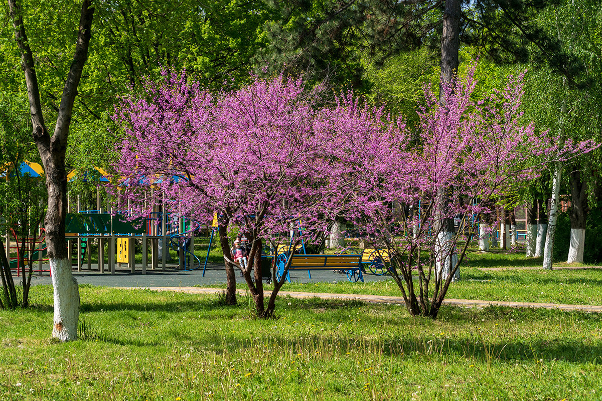 Багрянник - Игорь Сикорский