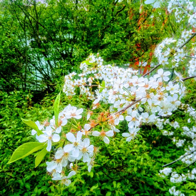 Цвет весны белый - Иван Нищун