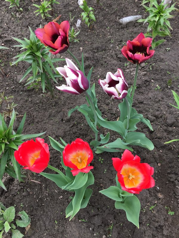 тюльпаны - minchanka 