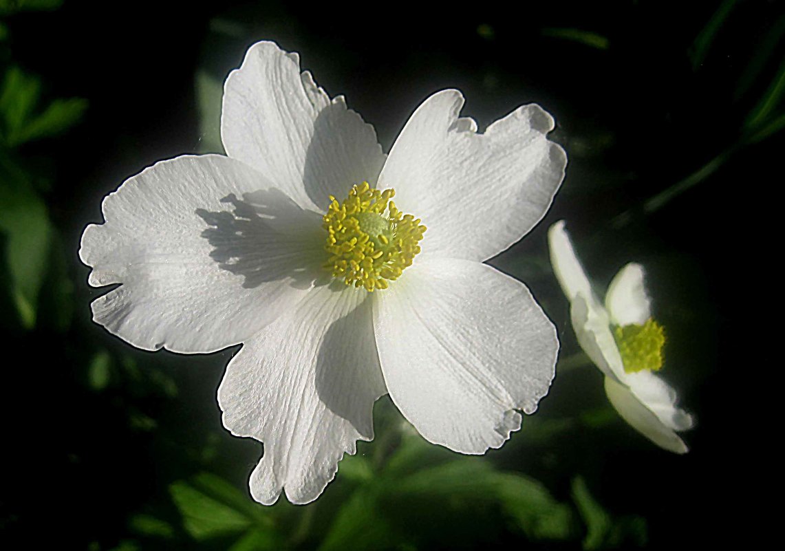 Цветок весны - Елена Семигина
