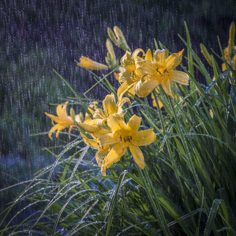 Дождь цветы - Николай Галкин 