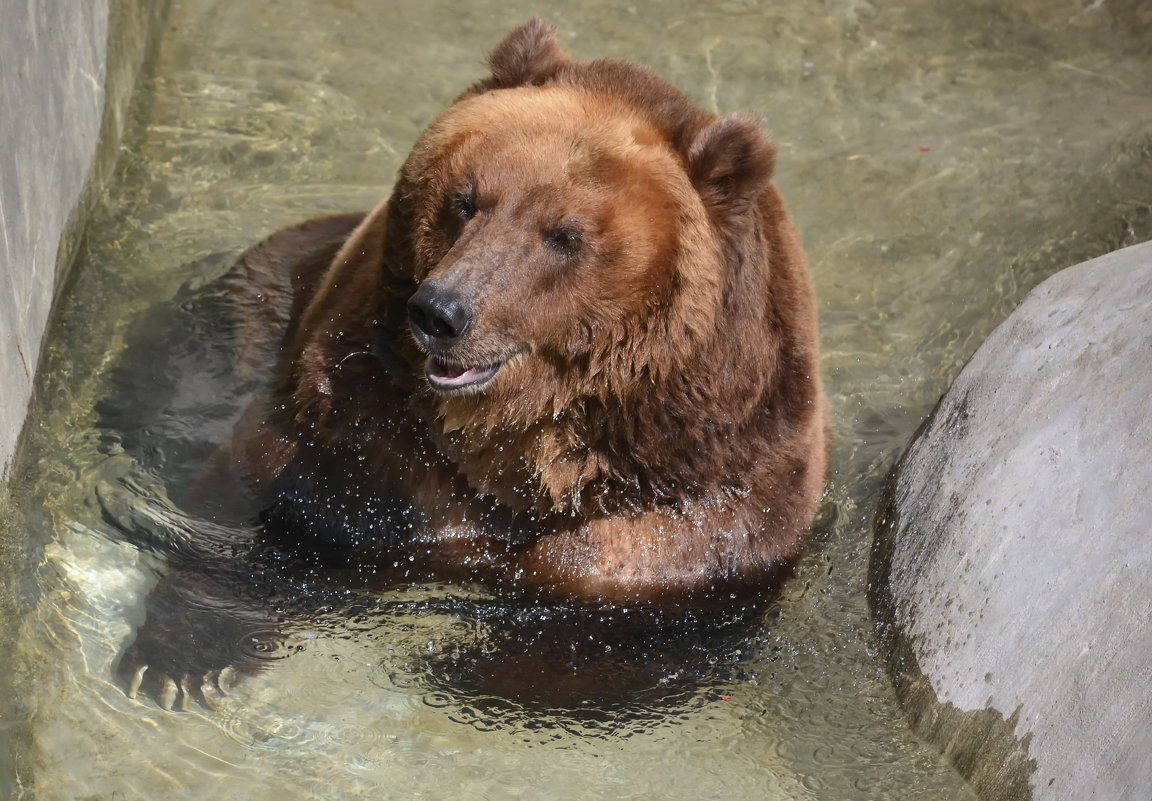 Релакс - Wild Leo