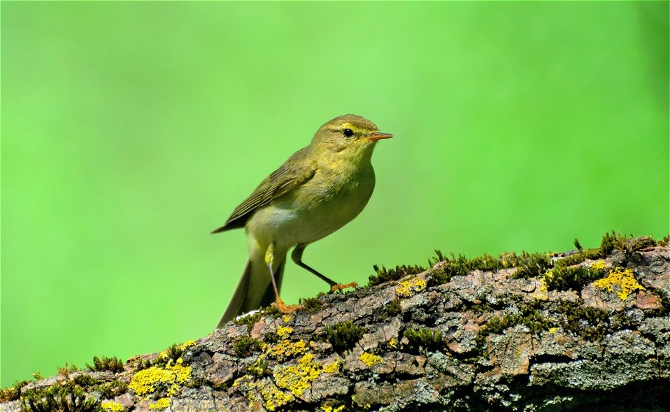 Пеночка-весничка(Phylloscopus trochilus) - Иван 