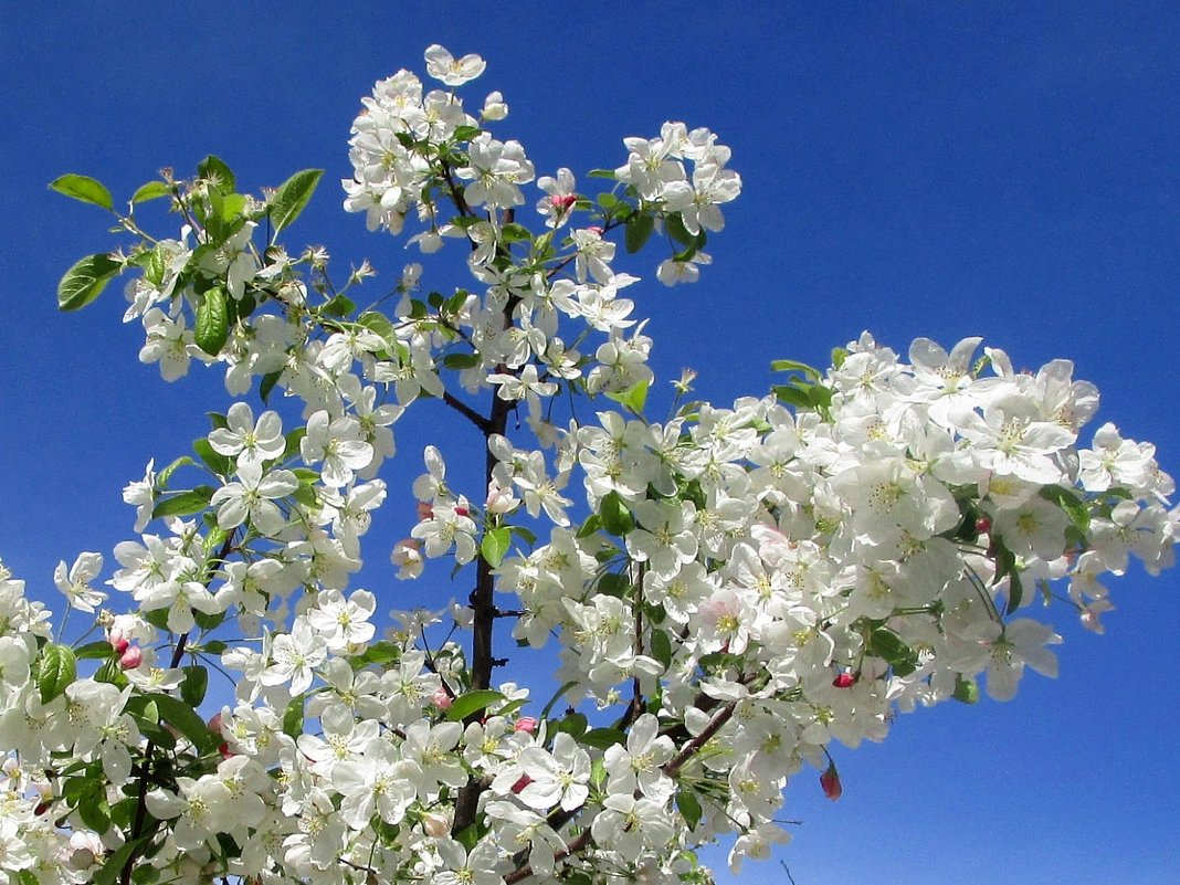 Яблоня в цвету - Ольга Довженко