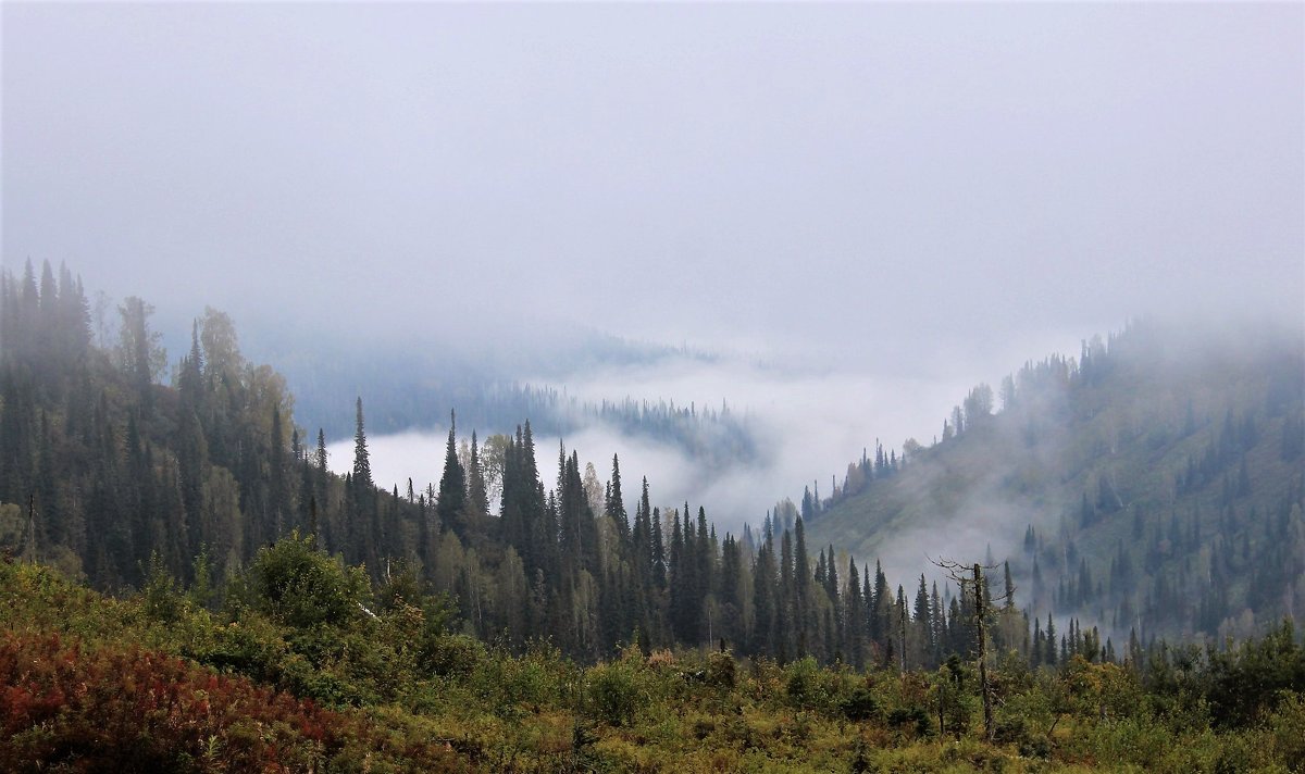Туман в горах - Сергей Чиняев 