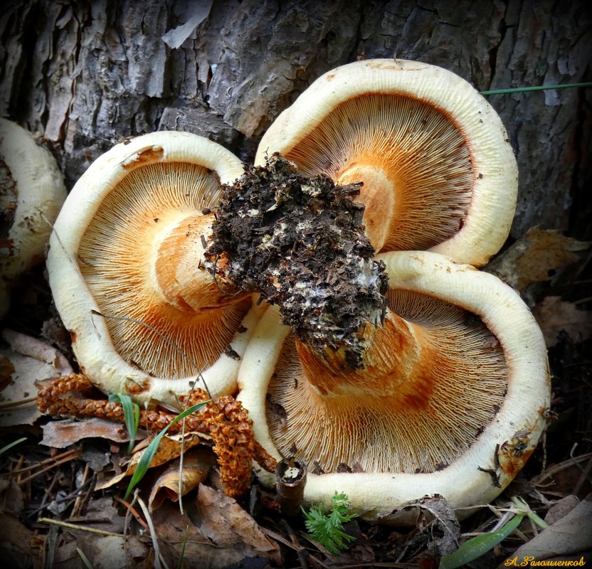 Вот  первые грибы - свинушки: смертельная рулетка грибников.. - Андрей Заломленков