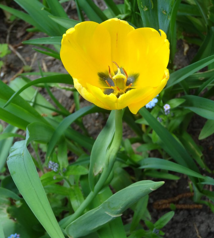 Желтый тюльпан - Натала ***