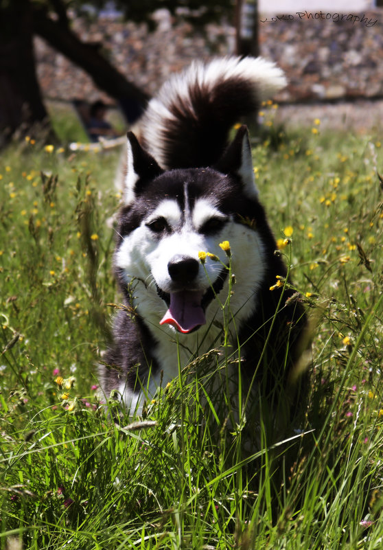 Husky - Nikola Ivanovski