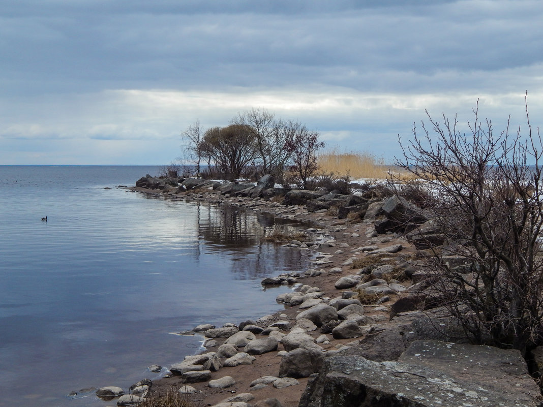 Зеленогорск. Устье Чёрной Речки. - Лариса (Phinikia) Двойникова