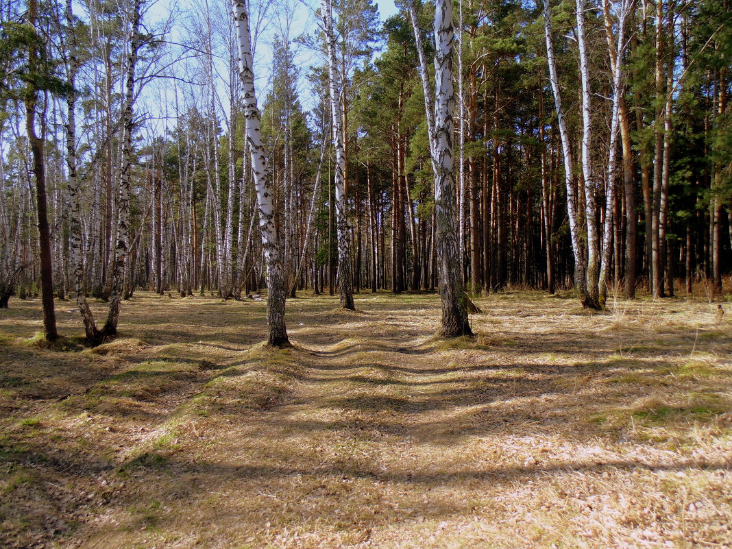 Лесной пейзаж  в начале мая . - Мила Бовкун