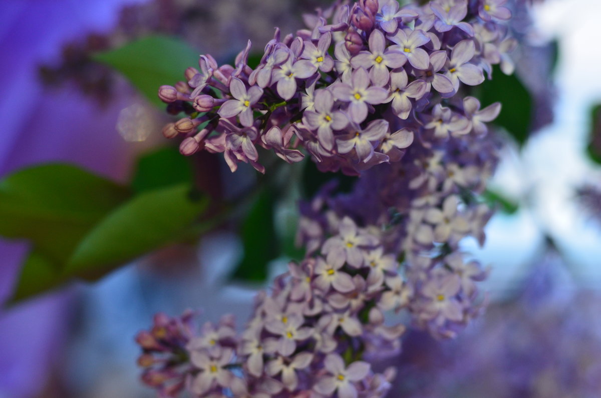 May flowers - Валентина Лазаренко