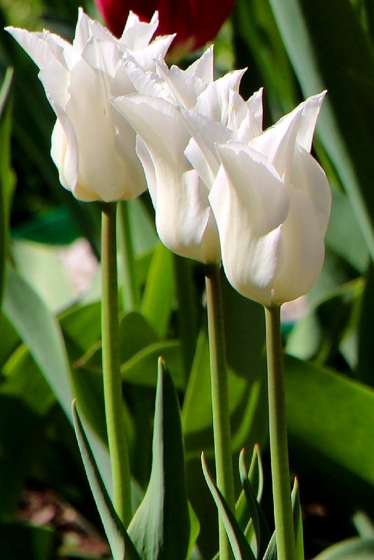 Тюльпанов майское цветение - Надежд@ Шавенкова