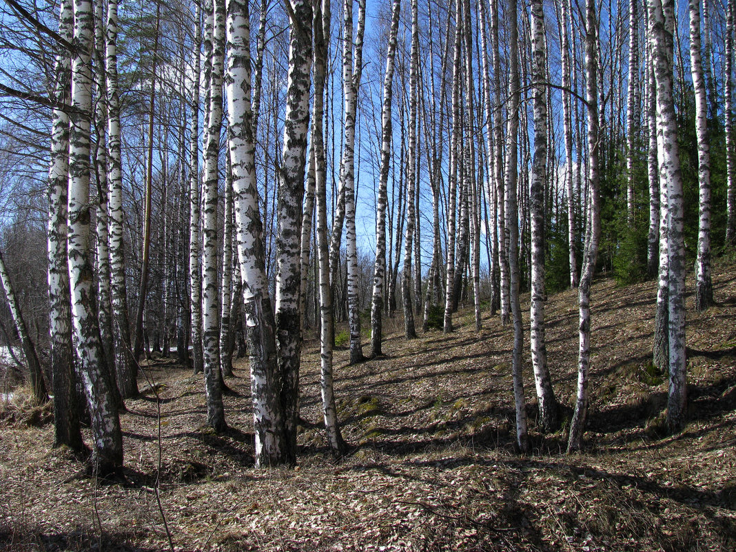 Березовый лес - Наталья 