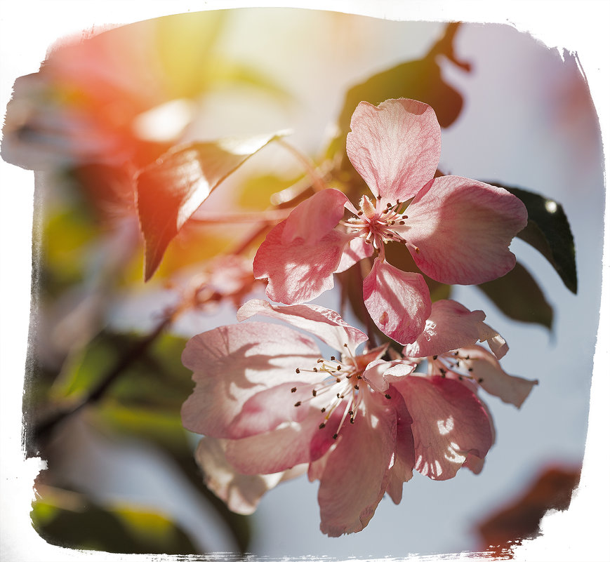 последние цветы яблони этой весны - Эльмира Суворова