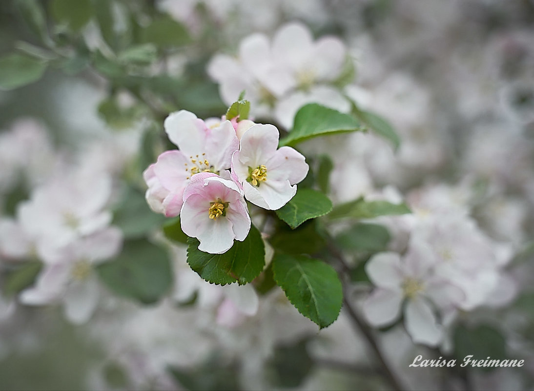 Цветение яблони - Larisa Freimane