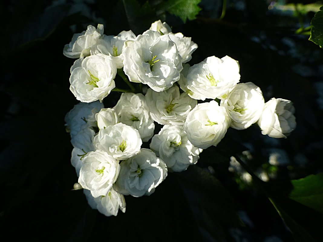 Цветы боярышника - Лидия Бусурина