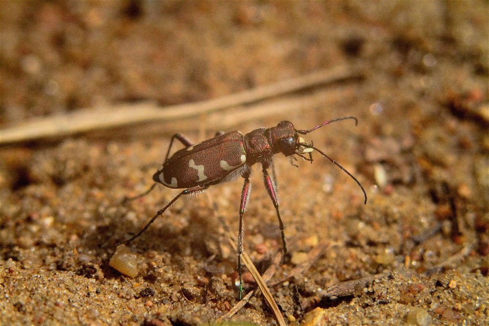 Скакун-межняк (Cicindela hybrida) - Иван 