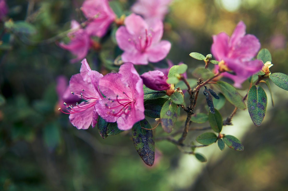 spring blossom - Ирина Секачева