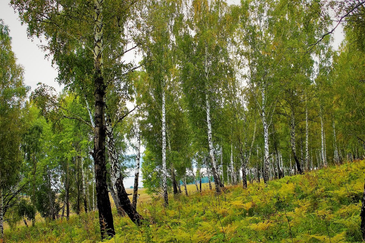Берёзовый лес - Сергей Чиняев 