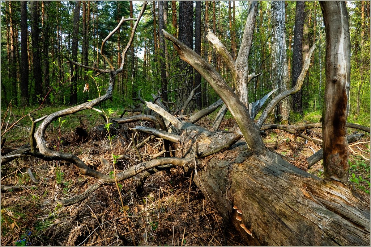 *** - Владимир 