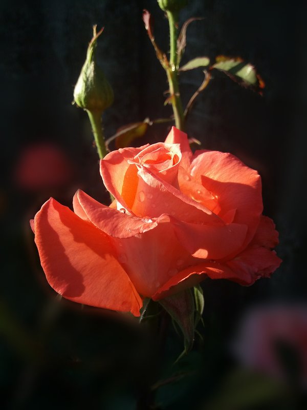 Солнца луч едва коснулся розы юной лепестков - Татьяна 