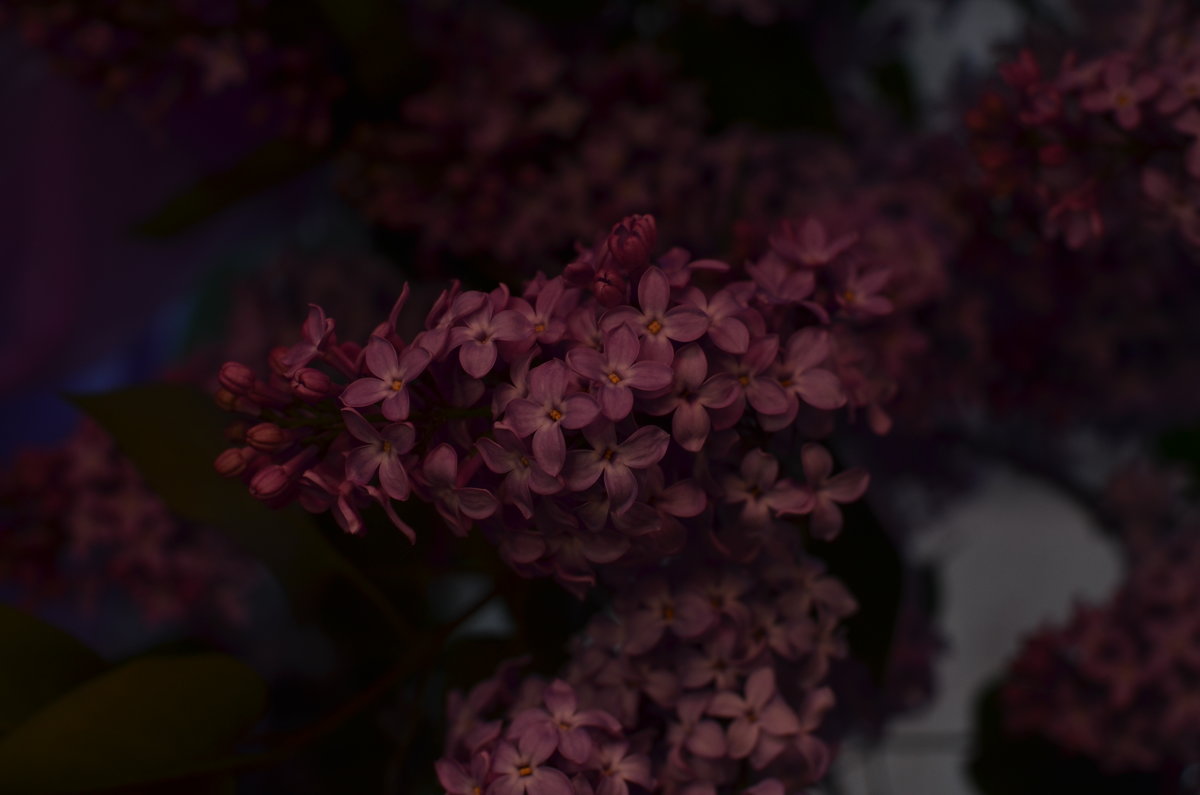 May flowers - Валентина Лазаренко