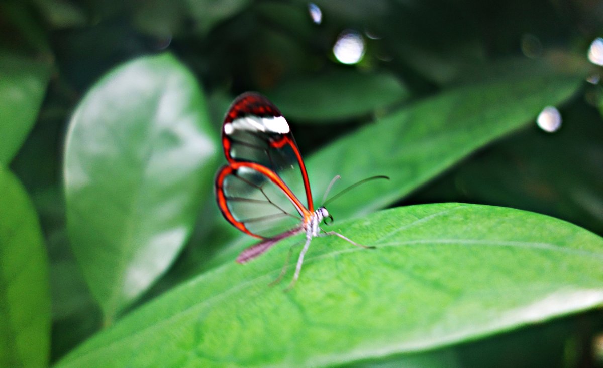 Прозрачная бабочка ...... - Galina Dzubina