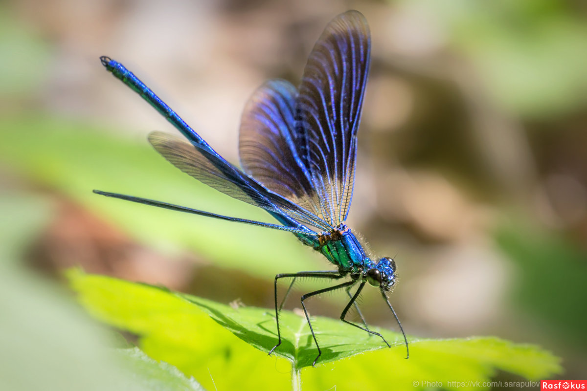 Calopteryx splendens. - Игорь Сарапулов