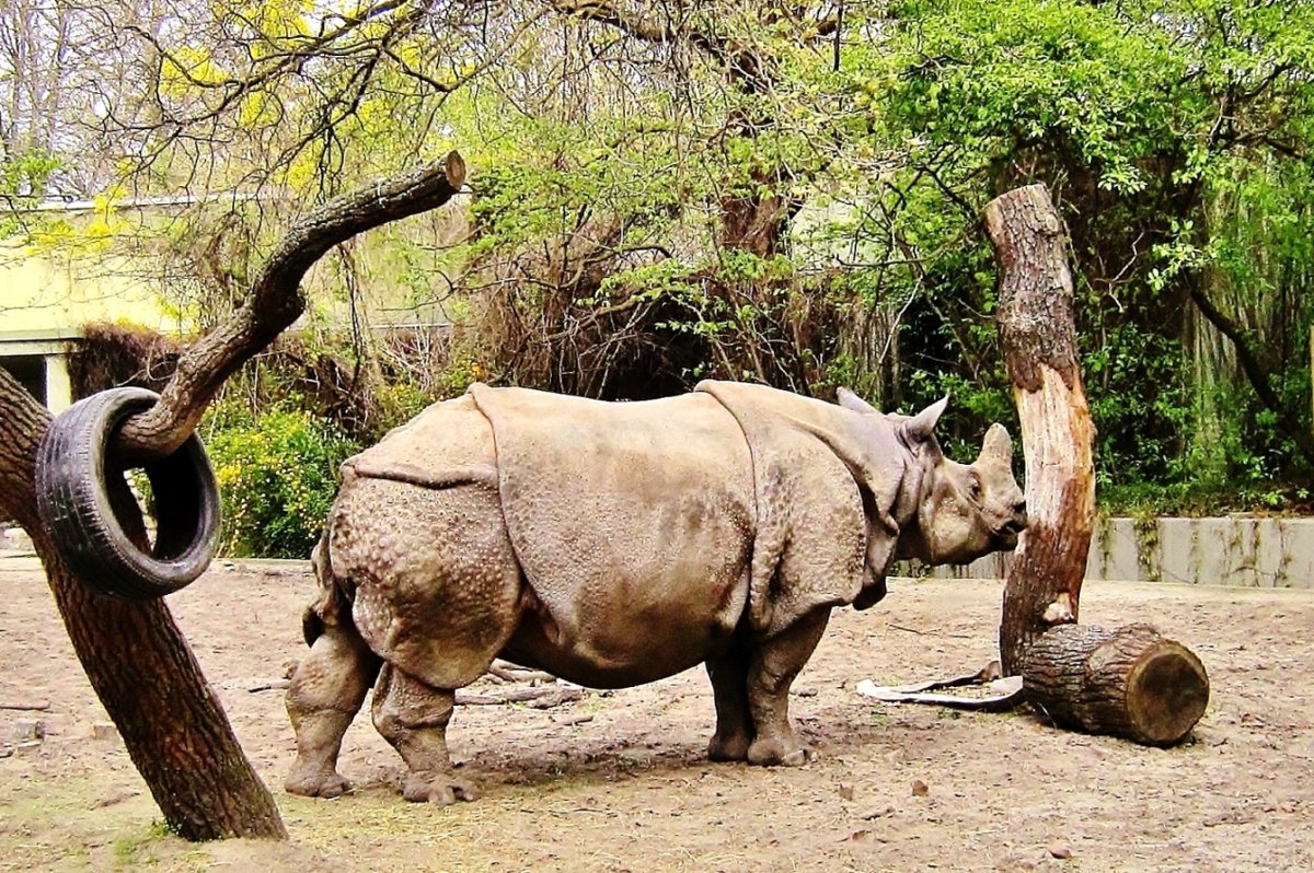 Индийский носорог (панцирный) - Елена (ЛенаРа)