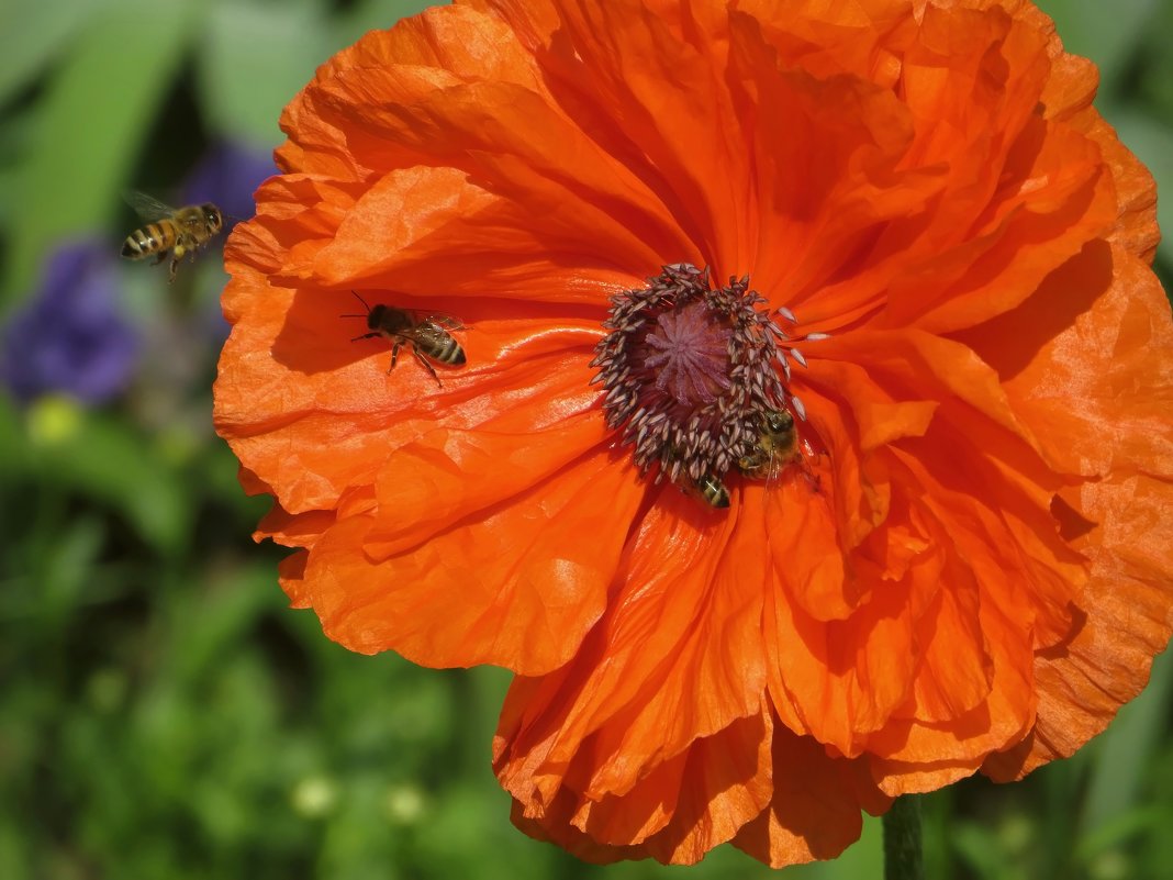В цветках мака нет нектара, но много пыльцы, которую любят пчёлы - Татьяна Смоляниченко
