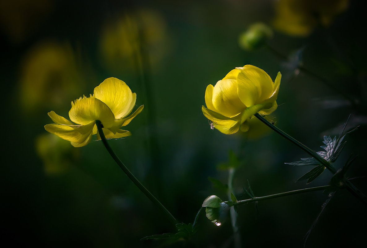 Желтые лесные цветы - Алексей Строганов
