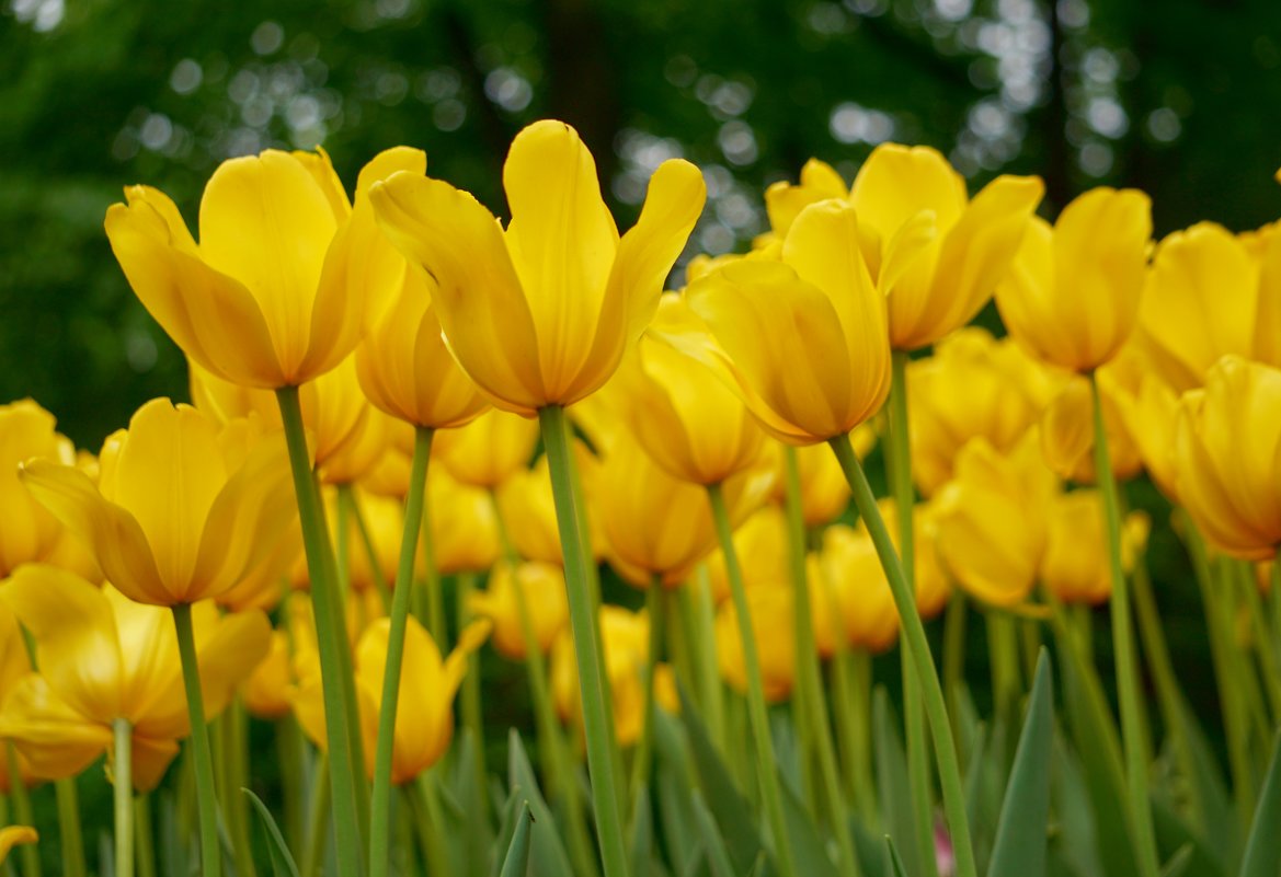 Желтые тюльпаны - Ольга 