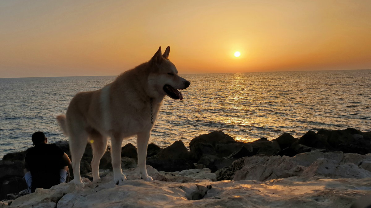 Tel-Aviv. Май 2019. - Alexander Amromin