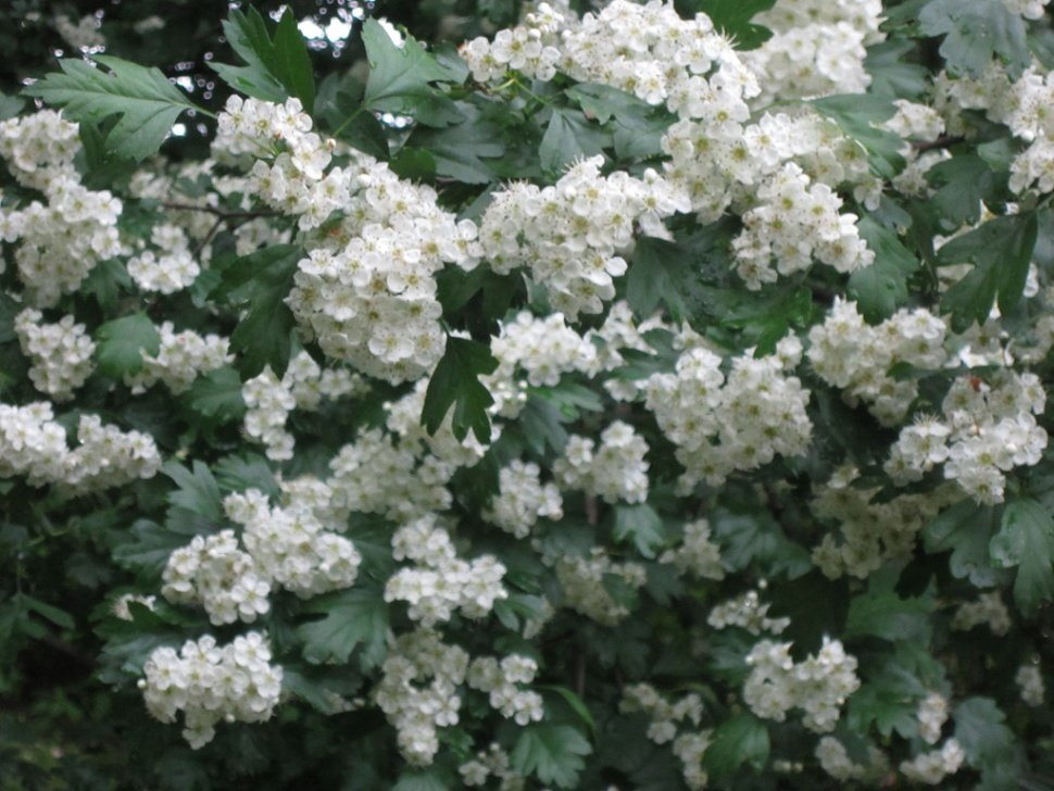Эти белые цветы - Дмитрий Никитин